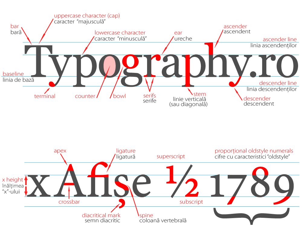 Type Anatomy Research. | Anatomy of typography, Type anatomy, Typography design