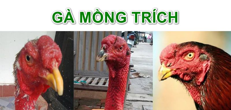 bog8 on X: "Đánh Giá Gà Mồng Trích Tốt Hay Xấu Gà mồng trích được nhiều sư kê ưu tiên chọn vì nhiều ưu điểm của chúng. Rất nhiều danh thủ gà