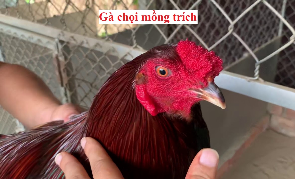Gà Mồng Trích Tốt Hay Xấu? ⚡️ Đánh Giá Ưu Nhược Điểm Chi Tiết